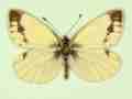 Pieris napi male (aberrant form lachrymosa) (Internet Image property of respective owner, non-commercial use only)